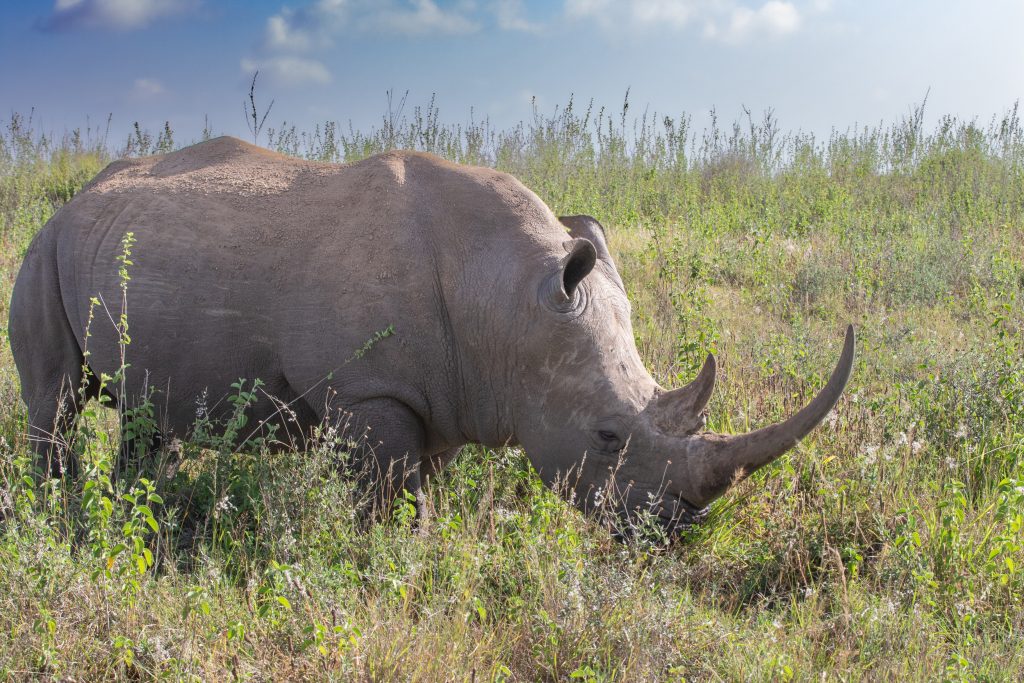 White rhino on an East African safari