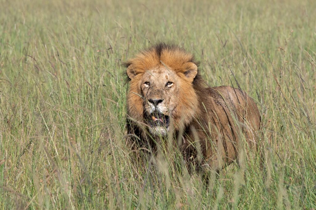 Lion in the Maasai Mara grasslands