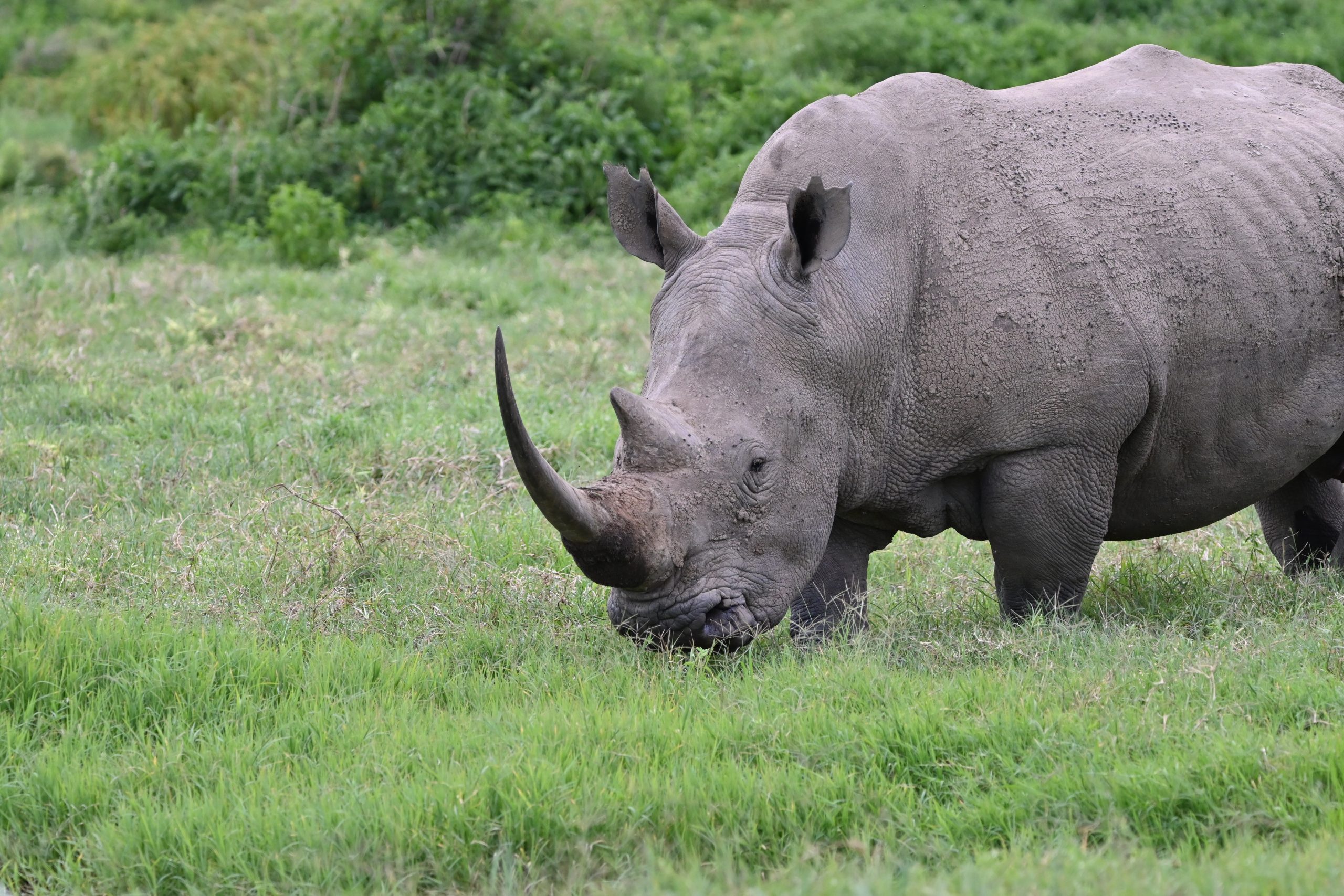 6 Nights 7 Days Great Wildebeest Migration Safari photo 2