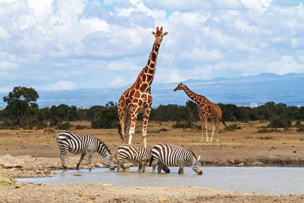 8 Days Kenya Honeymoon Safari Escape experience