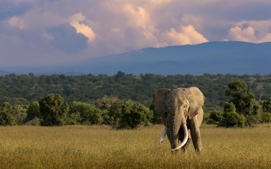 7 Days Northern Kenya Wilderness & Conservation Safari photo 5