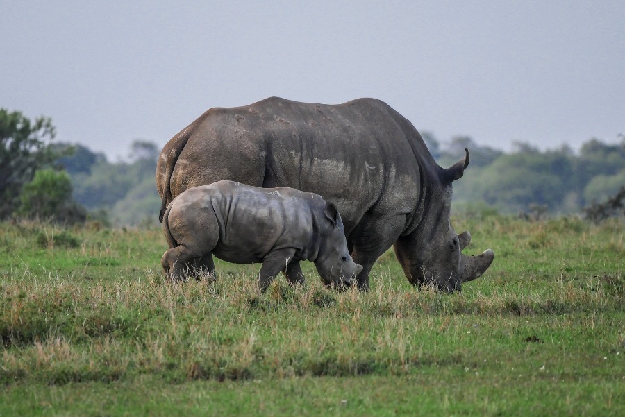 8 Days Best of Kenya Wildlife Group Safari photo 4