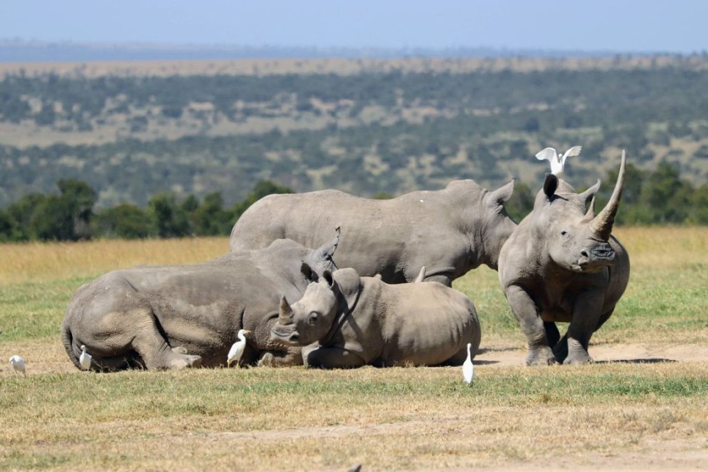 7 Days Kenya Highlights Safari