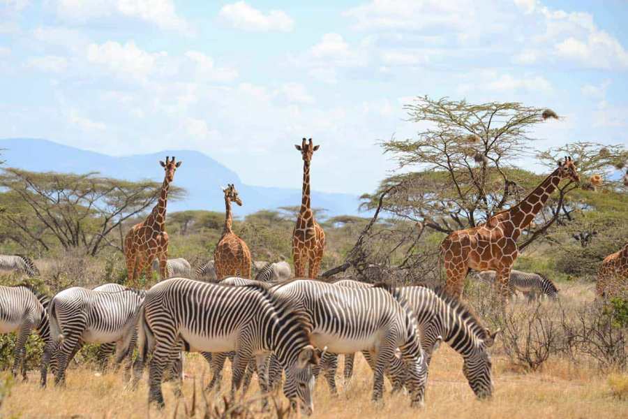 7 Days Kenya Highlights Safari safari