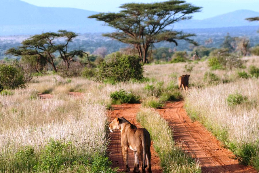 7 Days Northern Kenya Wilderness & Conservation Safari experience