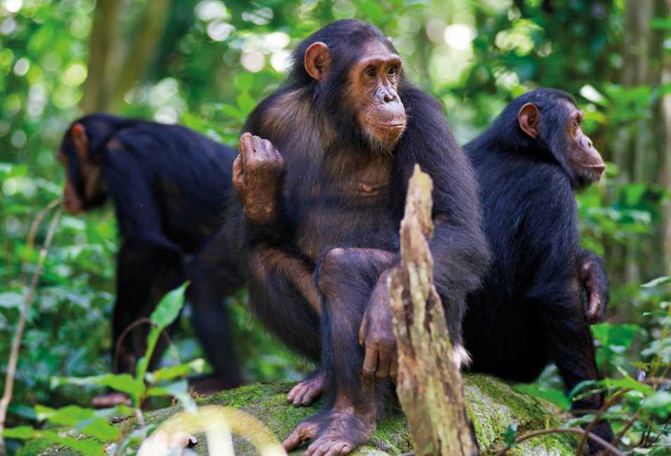 8 Days Primates and Predators Safari (Rwanda & Kenya) experience