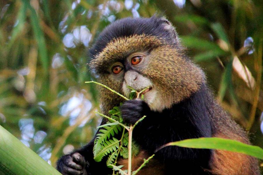 8 Days Primates and Predators Safari (Rwanda & Kenya) photo 6