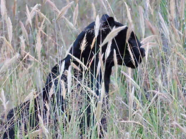 5 Days Samburu & Ol Pejeta Wildlife Safari
