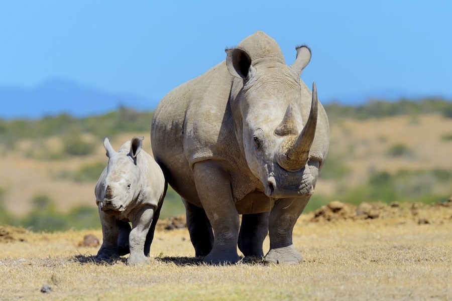 7 Days Northern Kenya Wilderness & Conservation Safari safari
