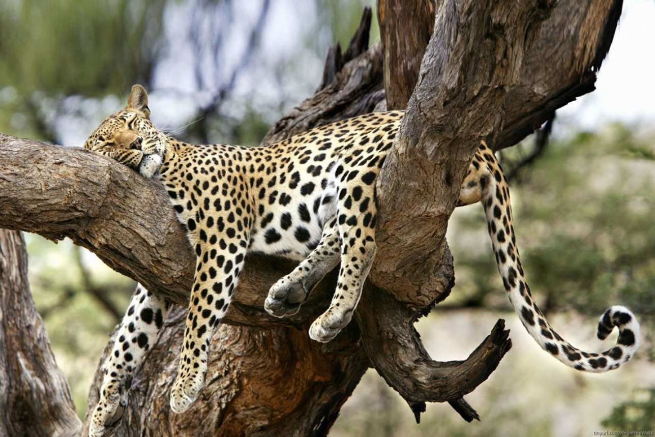 8 Days Best of Kenya Wildlife Group Safari photo 3