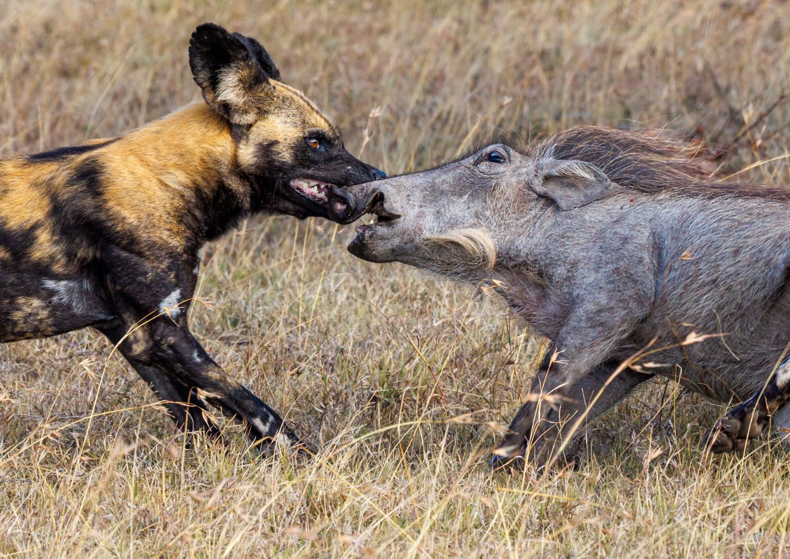 African wild dog and warthog in the East African savannah