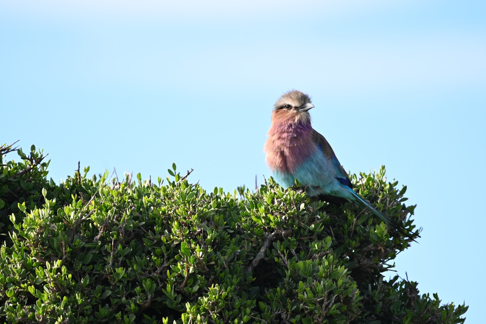 Lilac-breasted roller in the East African bush