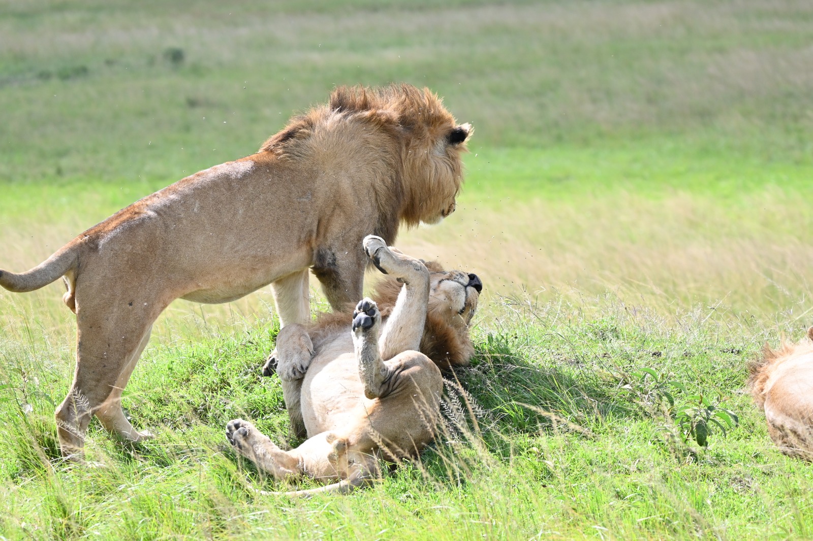 Lions resting together in the East African savannah