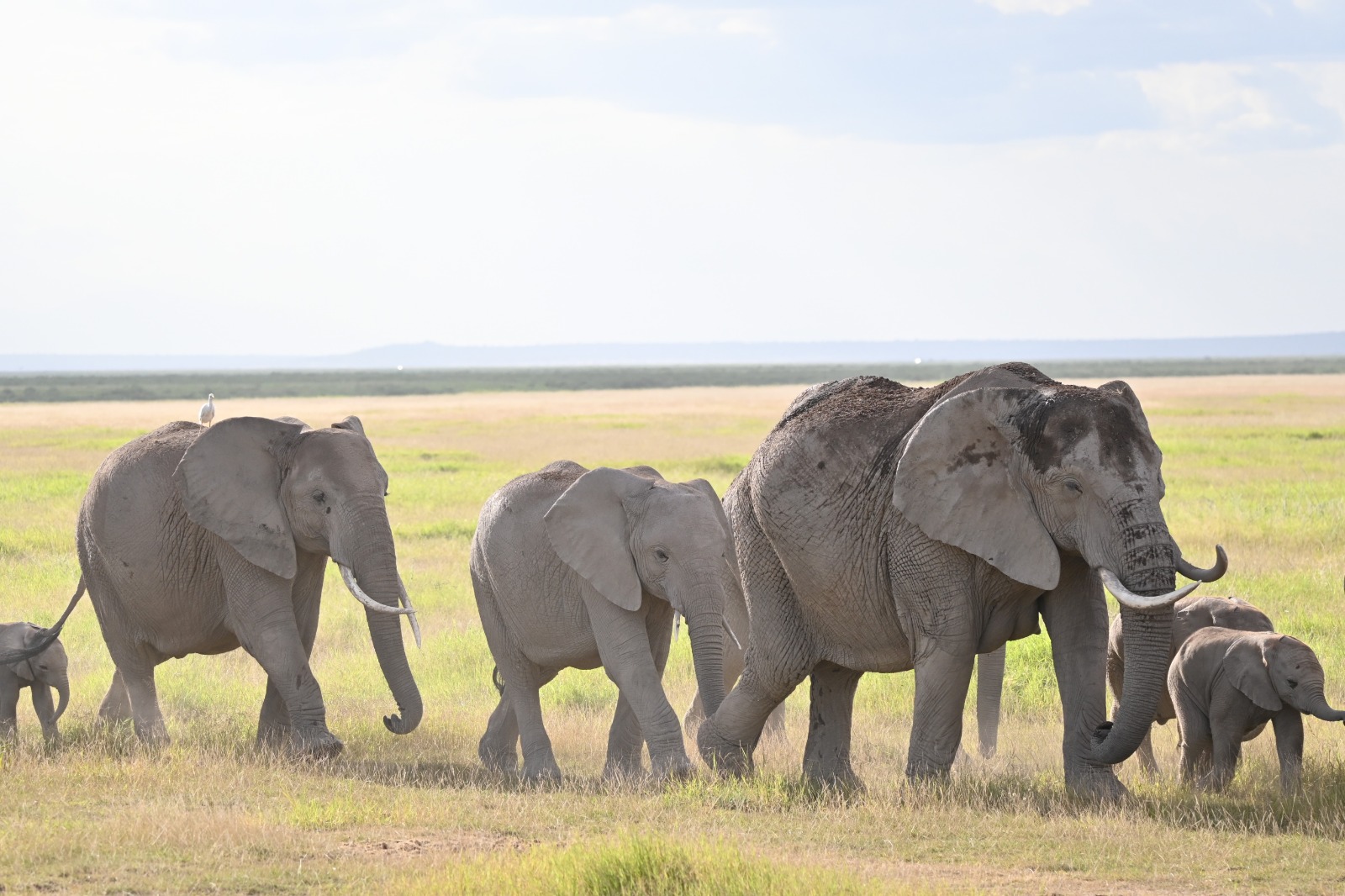 Elephant family crossing the East African savannah