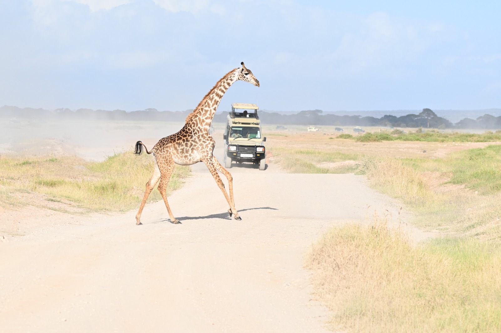 Giraffe crossing in front of a safari vehicle