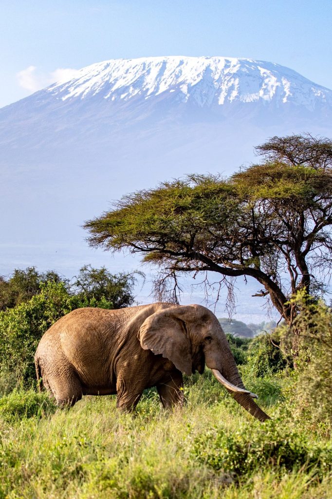 13 Days Kenya & Tanzania Wildlife Family Safari experience