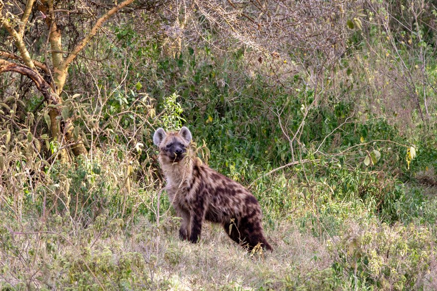 8 Days Kenya Honeymoon Safari Escape photo 5