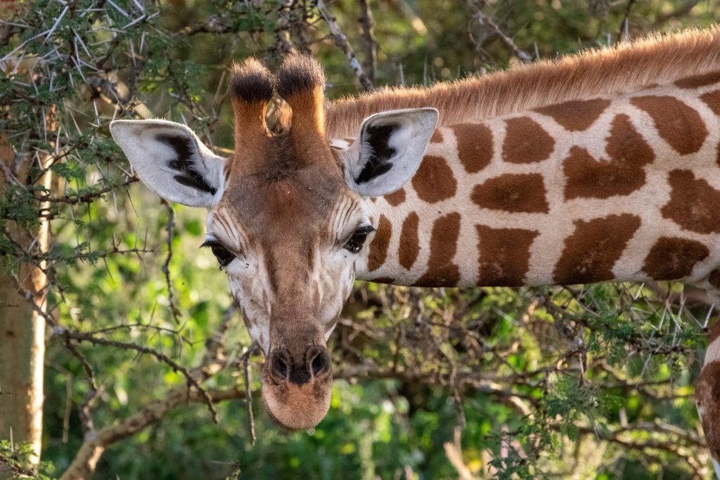 7 Days Bush to Beach Honeymoon/Couple Safari