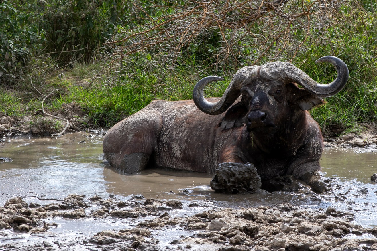 9 Days Bush to Beach Safari – Kenya photo 4