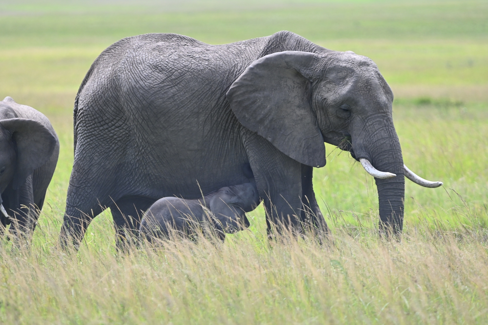 6 Days Ol Pejeta Conservancy, Lake Naivasha & Maasai Mara safari photo 4