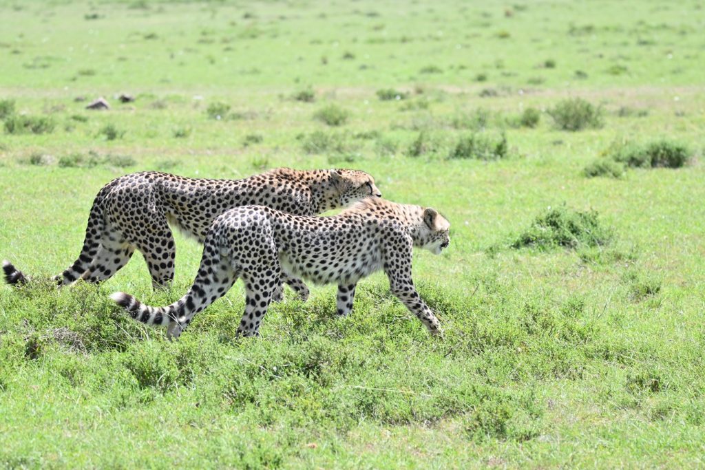 7 Days Kenya Highlights Safari experience