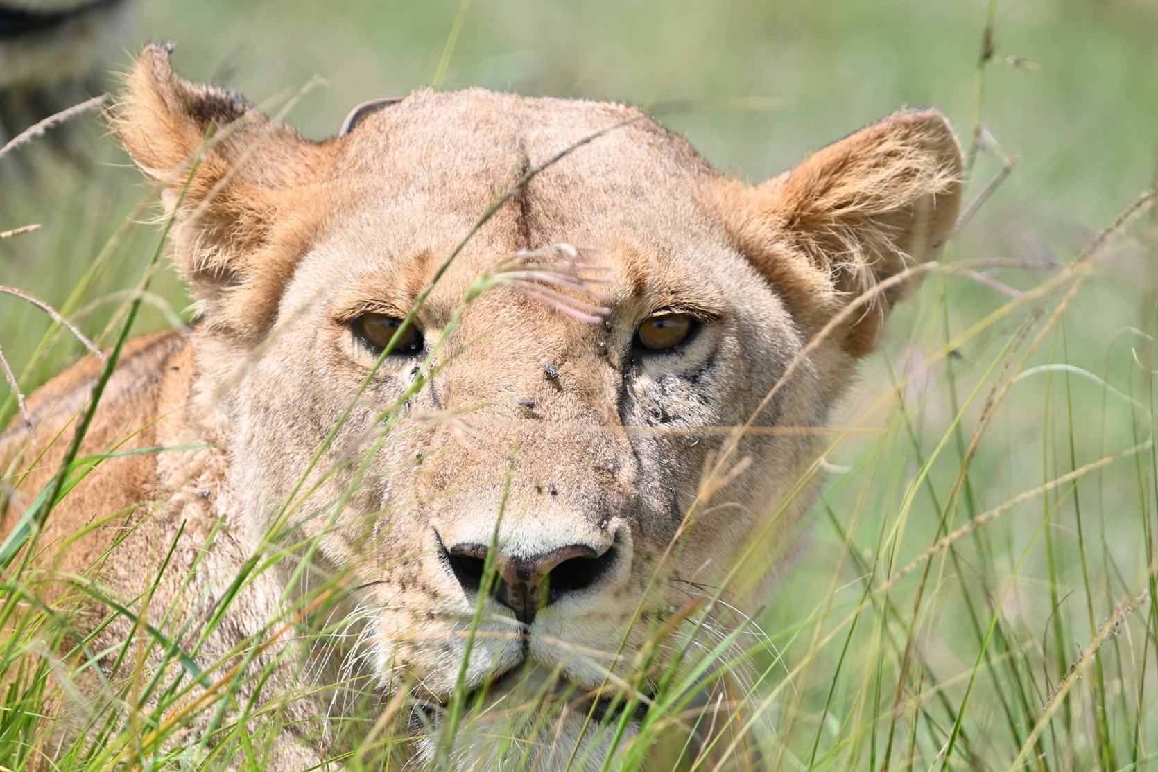 6 Nights 7 Days Great Wildebeest Migration Safari photo 3