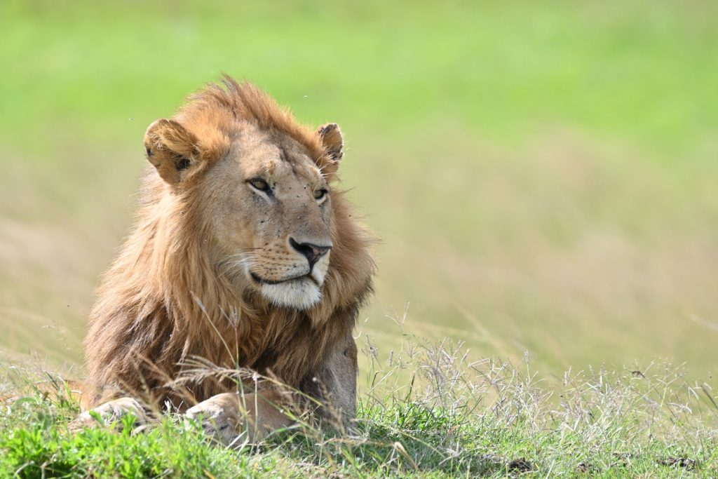 Masai Mara National Reserve