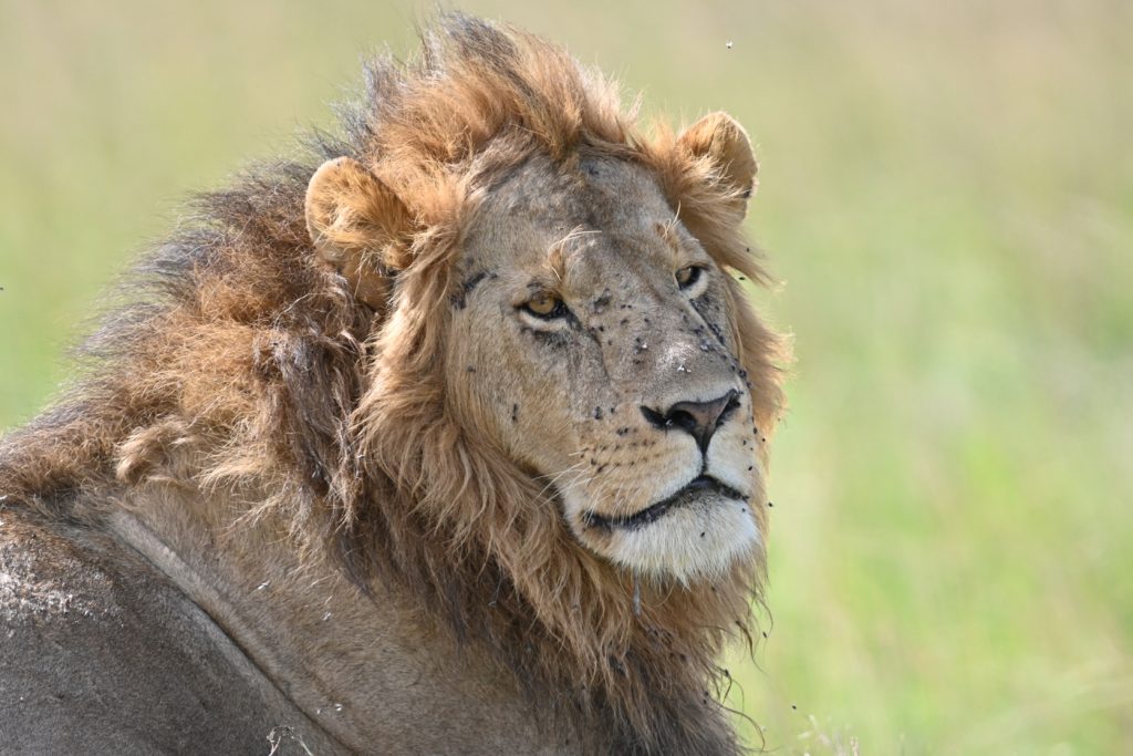 2 Nights 3 Days Maasai Mara Road Safari