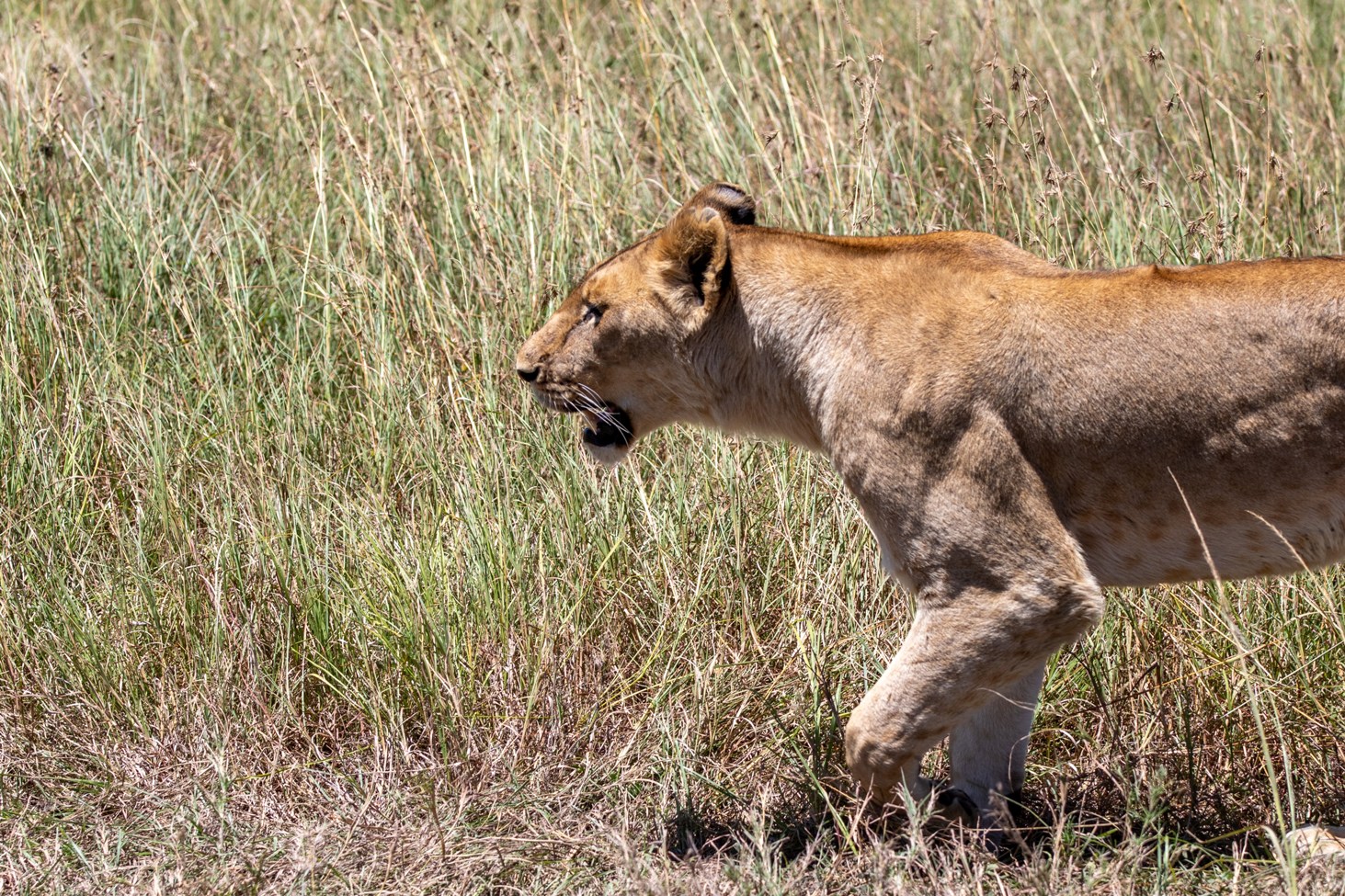 6 Days Ol Pejeta Conservancy, Lake Naivasha & Maasai Mara safari photo 5
