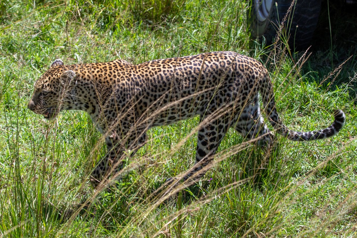 8 Days Primates and Predators Safari (Rwanda & Kenya) photo 4