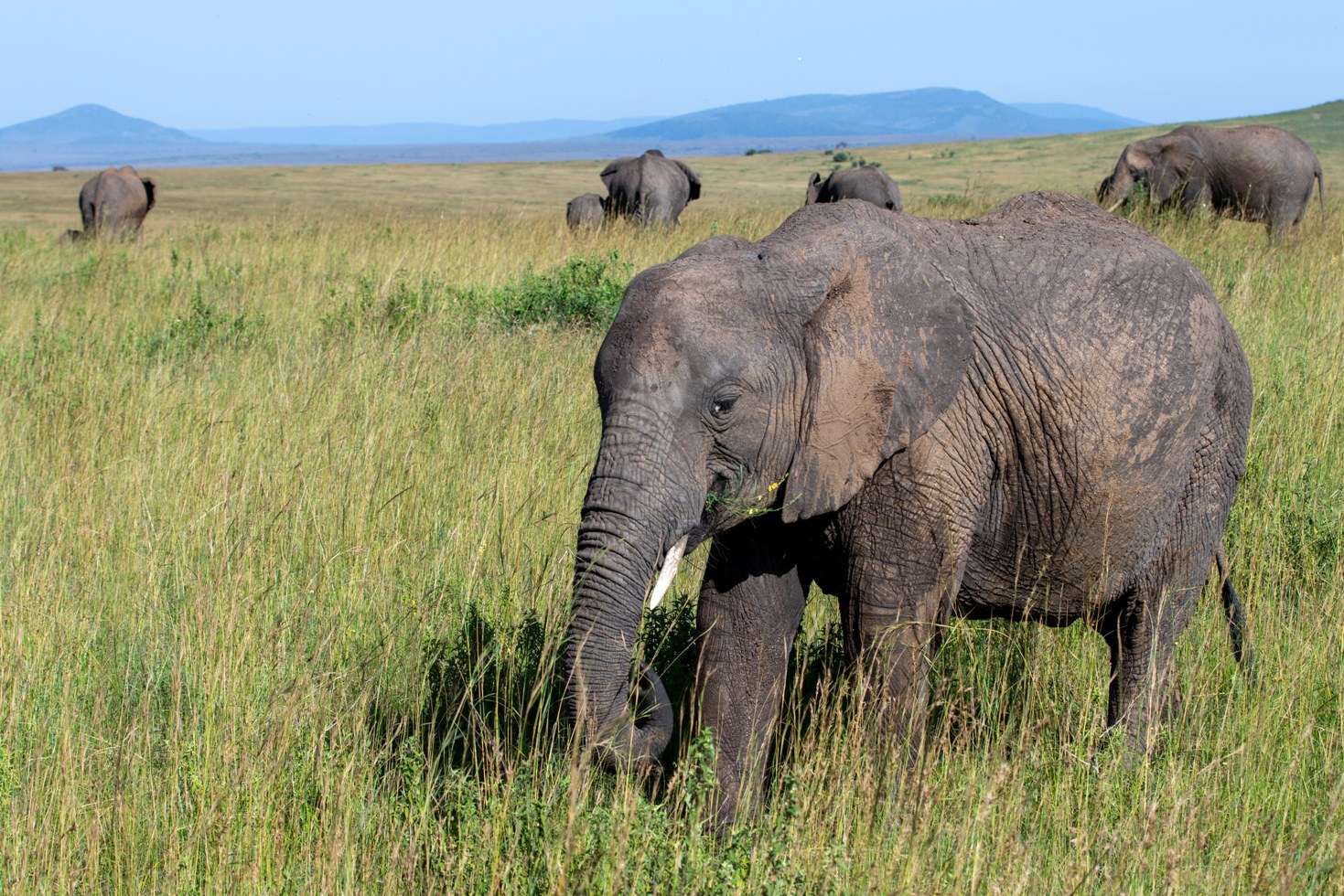 8 Days Best of Kenya Wildlife Group Safari photo 6