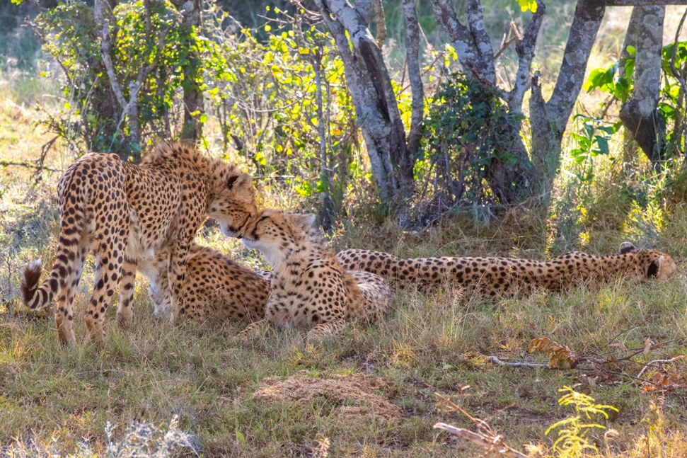 13 Days Kenya & Tanzania Wildlife Family Safari photo 6