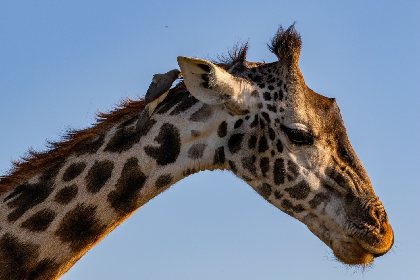 8 Days Kenya Family Safari & Beach Holiday photo 6