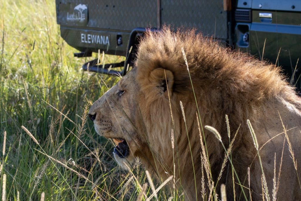 8 Days Primates and Predators Safari (Rwanda & Kenya) safari