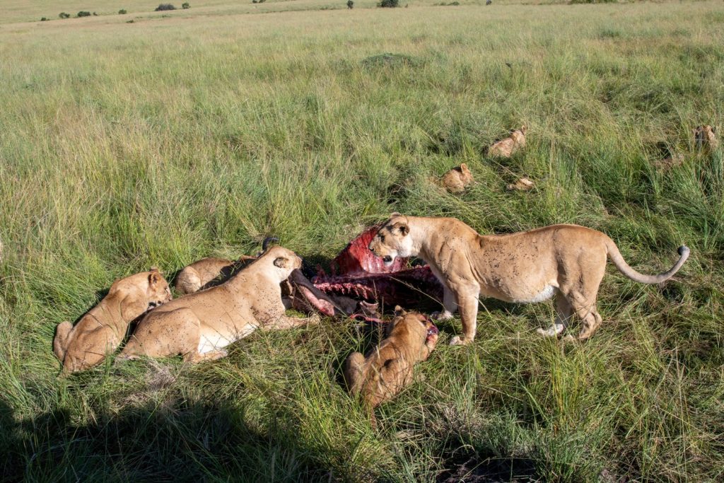 13 Days Kenya & Tanzania Wildlife Family Safari safari