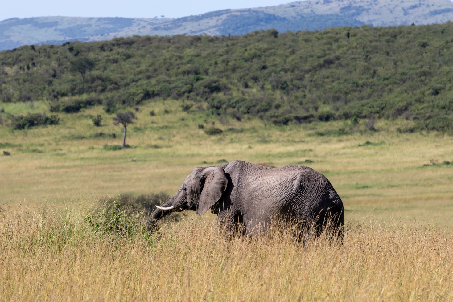 8 Days Kenya Family Safari & Beach Holiday photo 3
