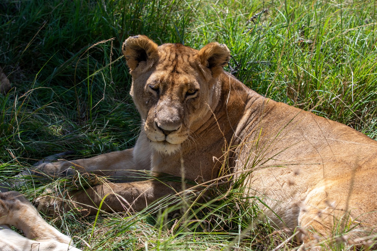 8 Days Best of Kenya Wildlife Group Safari photo 2