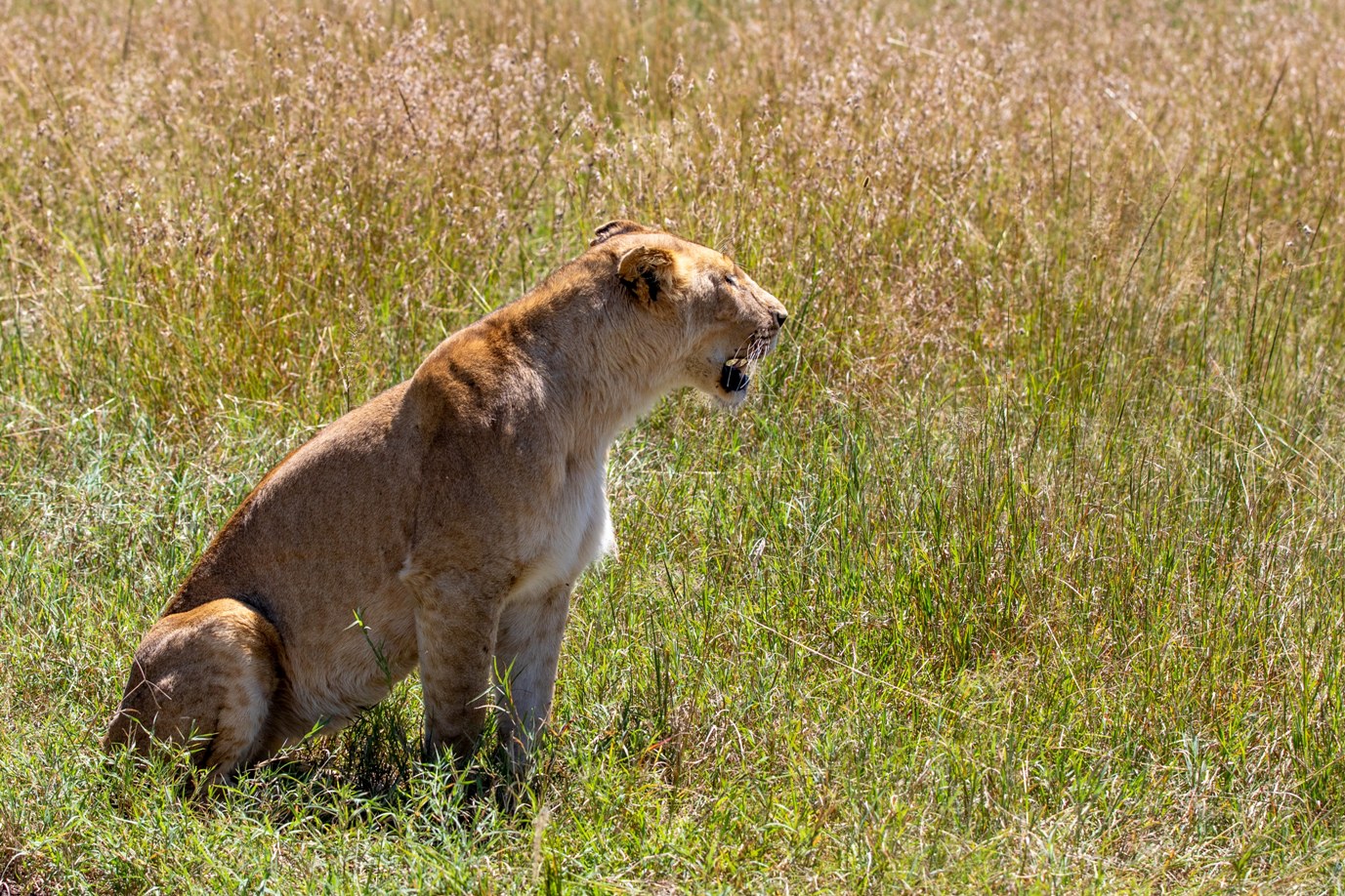 8 Days Kenya Family Safari & Beach Holiday photo 4