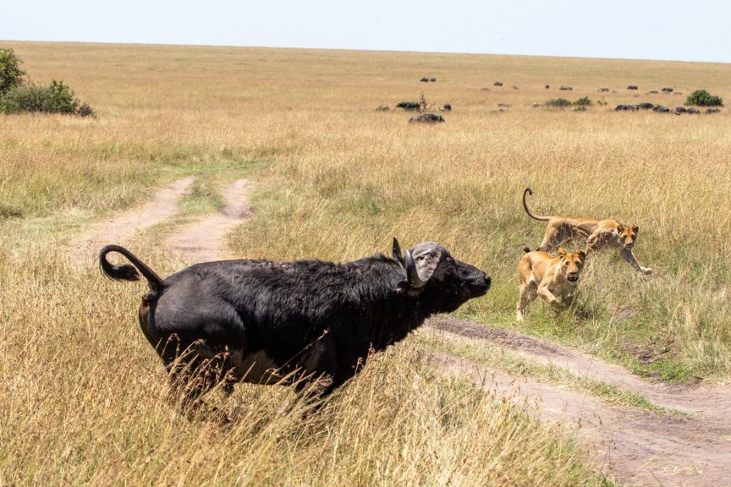8 Days Kenya Honeymoon Safari Escape safari