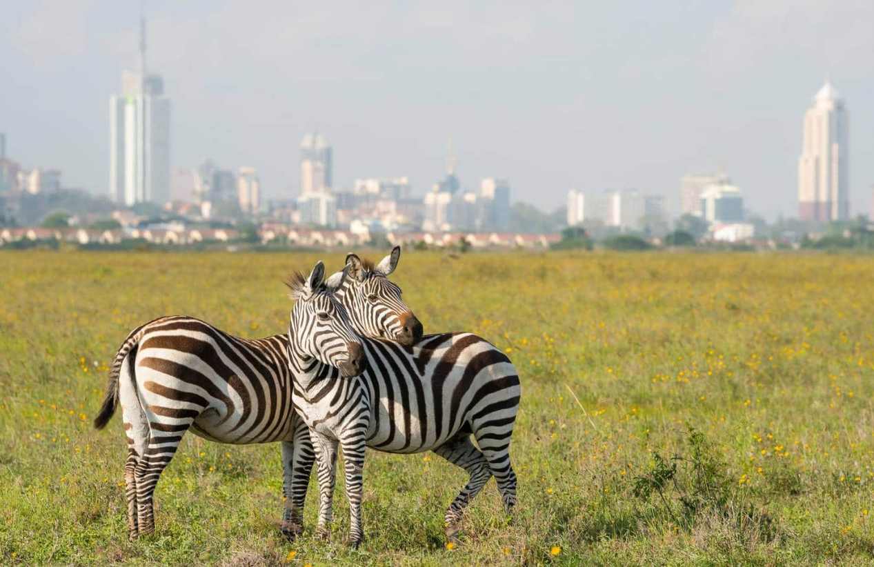 Popular Full-Day Nairobi Tour