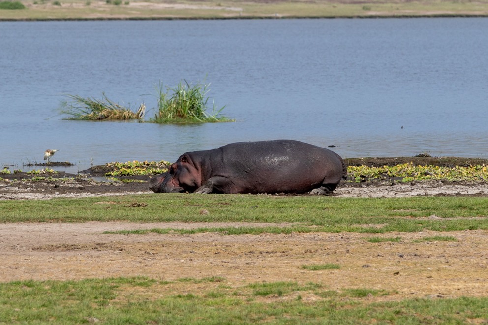 13 Days Kenya & Tanzania Wildlife Family Safari photo 4