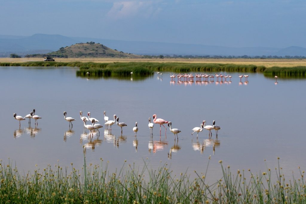 5 Days Lake Nakuru, Lake Naivasha & Maasai Mara Safari