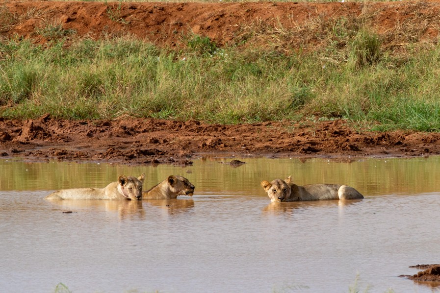 10 Days Bush to Beach Safari safari
