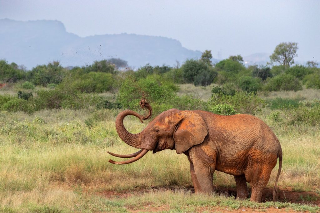 Tsavo East & West