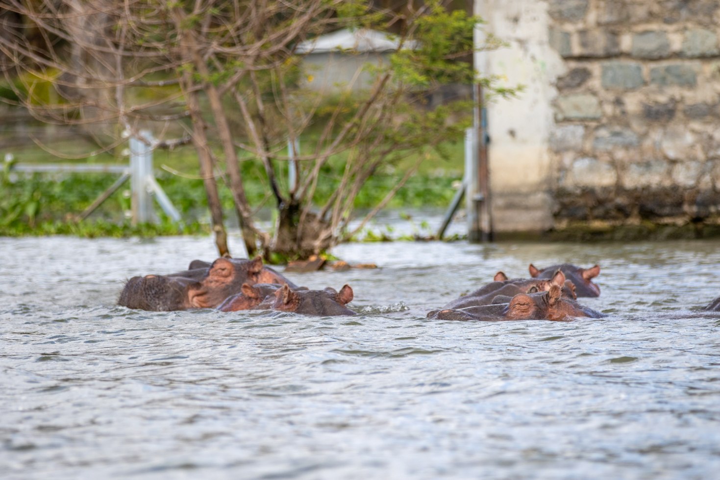 6 Days Ol Pejeta Conservancy, Lake Naivasha & Maasai Mara safari photo 3