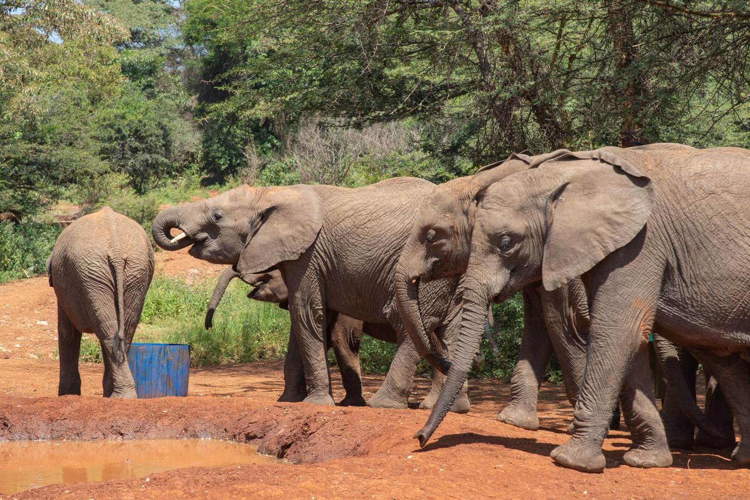 Sheldrick Wildlife Trust Elephant Orphanage photo 2