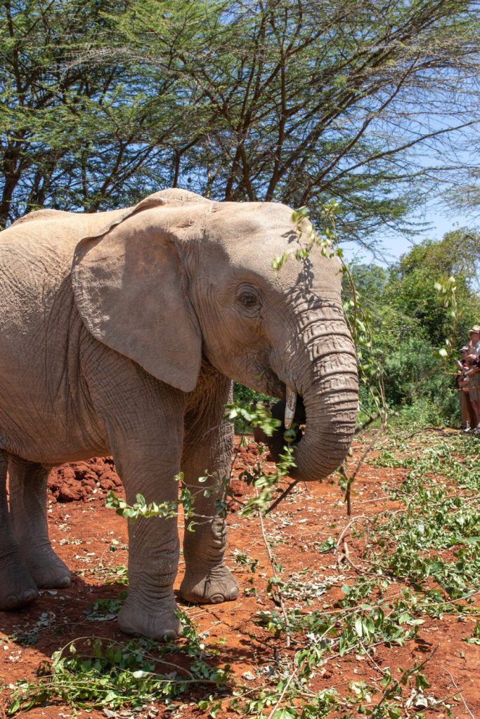 Popular Full-Day Nairobi Tour experience